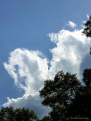 les arbres du ciel