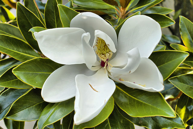 "Little Gem" Magnolia Flower – National Arboretum, Washington DC