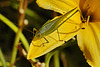 Katydid – National Arboretum, Washington DC