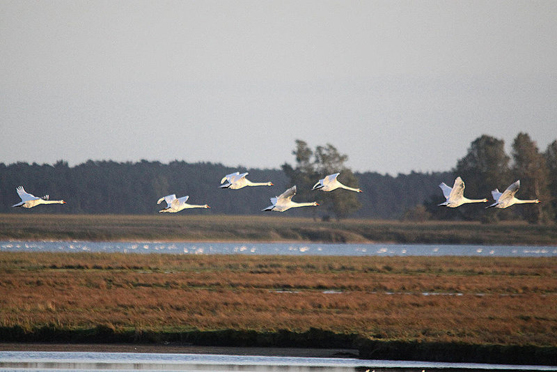 20100921 8292Tw [D~NVP] Höckerschwan (Cygnus olar), Zingst, Bodden