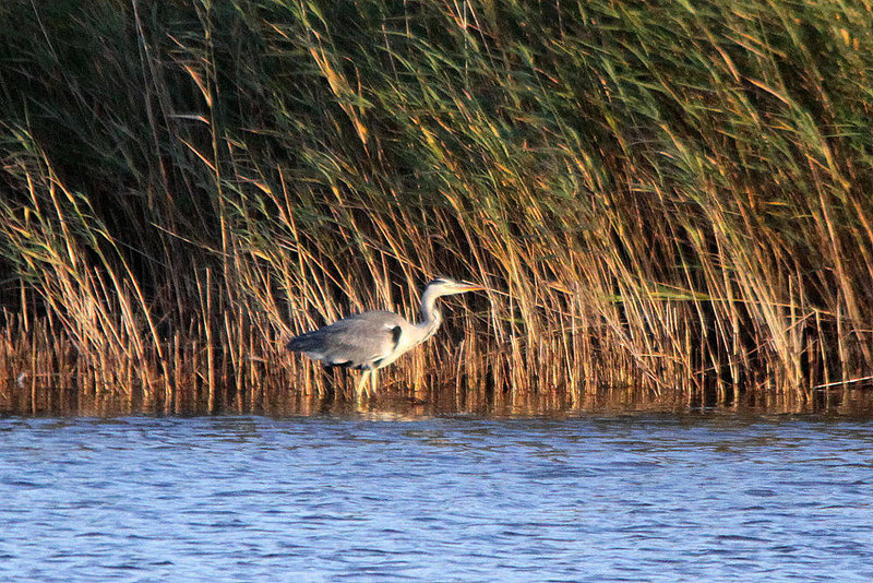 20100921 8288Tw [D~NVP] Graureiher, Zingst, Bodden