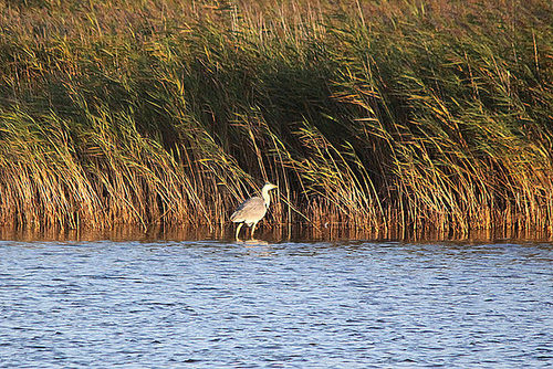 20100921 8287Tw [D~NVP] Graureiher, Zingst, Bodden