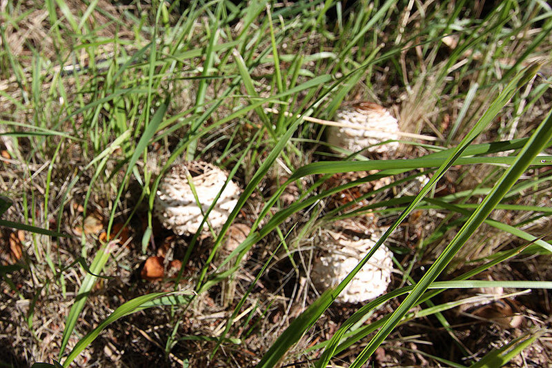 20100921 8267Ww [D~NVP] Pilz, Zingst