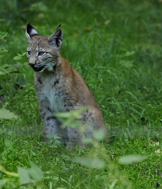 junger Luchs in der "Alten Fasanerie Klein-Auheim