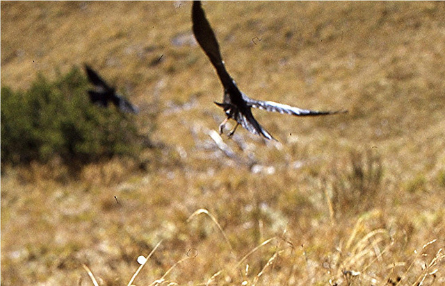 BGL 0051 1977DIAw Alpendohle (Pyrrhocorax garculus), Jenner