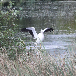 Pélican d'amérique