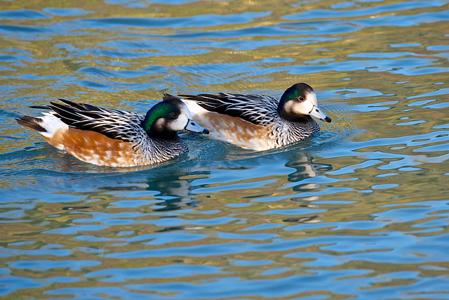 Colourful Ducks