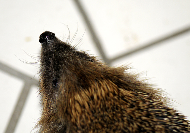 Igel