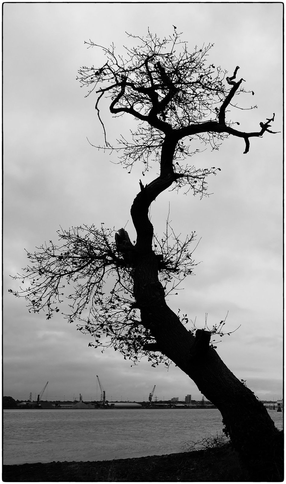 Tree silhouette