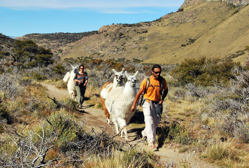 Lama Caravan