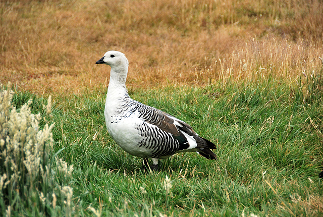 Upland goose