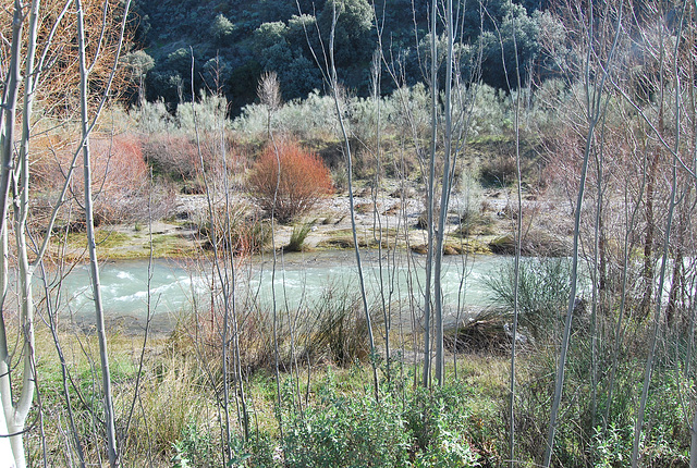 Río Genil 21