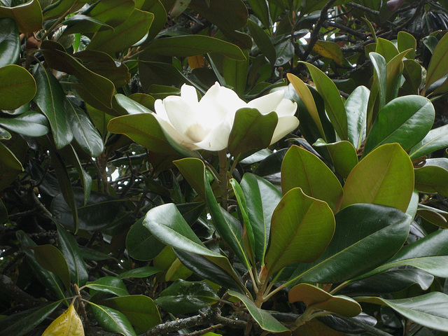 Magnolia