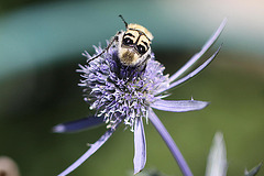 20100715 6618Mw [D~LIP] Pinselkäfer (Trichius fasciatus), Bad Salzuflen