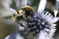 20100715 6631Mw [D~LIP] Pinselkäfer (Trichius fasciatus), Bad Salzuflen