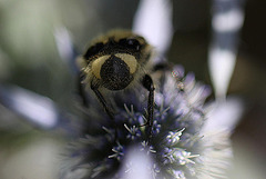 20100715 6634Mw [D~LIP] Pinselkäfer (Trichius fasciatus), Bad Salzuflen