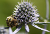 20100715 6635Mw [D~LIP] Pinselkäfer (Trichius fasciatus), Bad Salzuflen