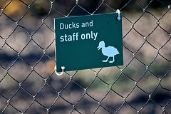 Ducks and Staff only