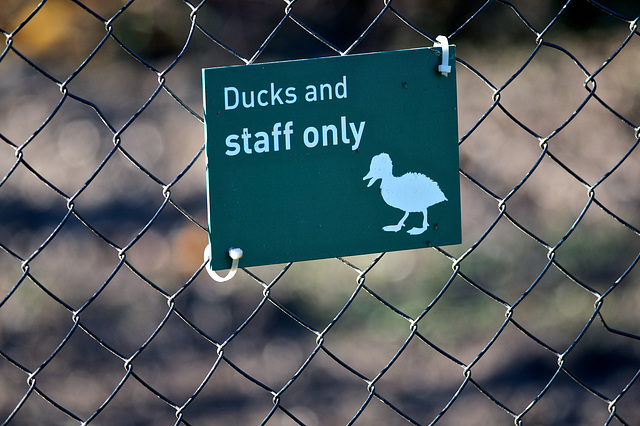 Ducks and Staff only