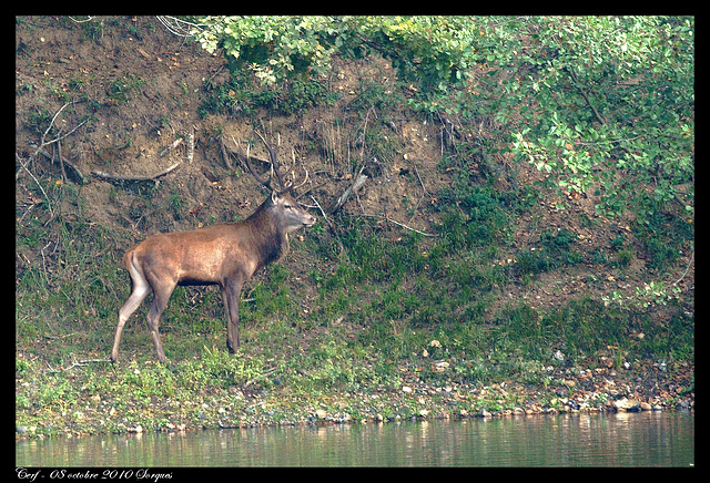 Cerf DSC02031