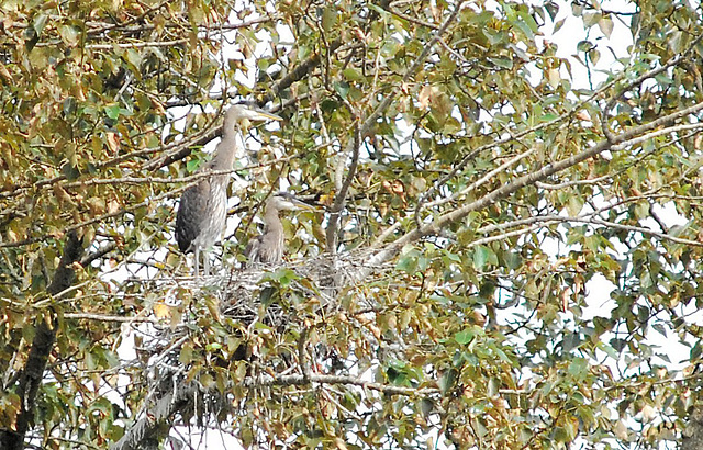 Parent and baby great blue herons