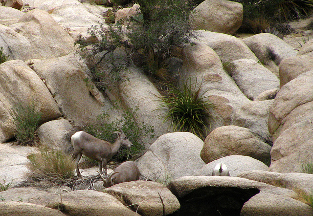 Big Horn Sheep at Barker Dam (2116)