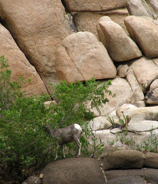 Big Horn Sheep at Barker Dam (2117)