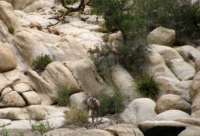 Big Horn Sheep at Barker Dam (2118)