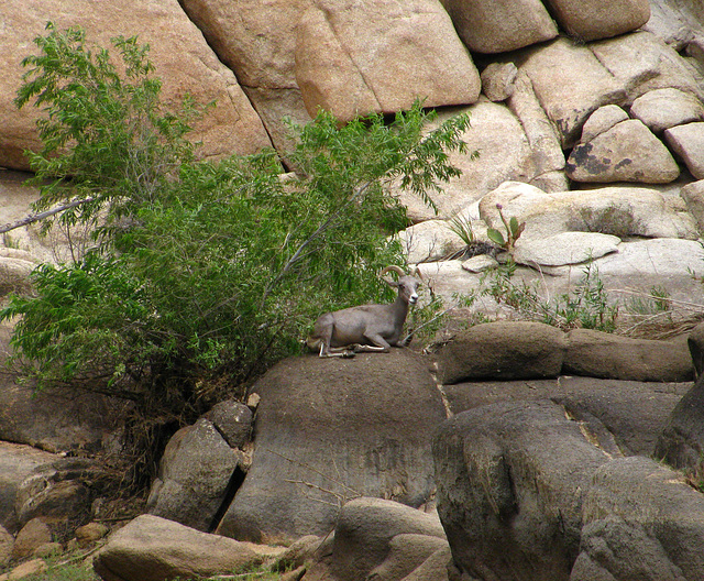 Big Horn Sheep at Barker Dam (2119)