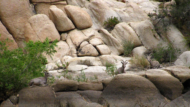 Big Horn Sheep at Barker Dam (2120)