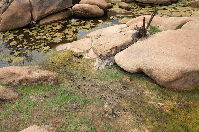 Big Horn Sheep Prints at Barker Dam (7482)