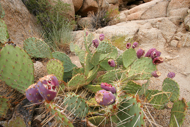 Cactus at Barker Dam (7483)