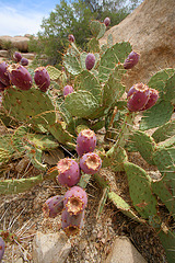 Cactus at Barker Dam (7486)
