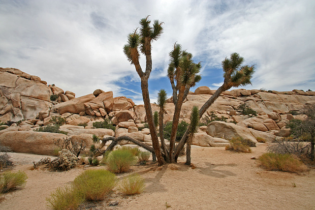 Near Barker Dam (7488)