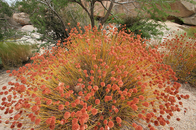 Near Barker Dam (7489)