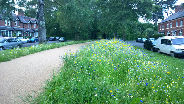 Wild Flowers