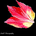 A Red Leaf in the Garden