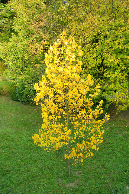 Couleur d'automne