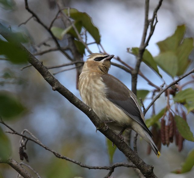 Jaseur d'amérique ( immature )