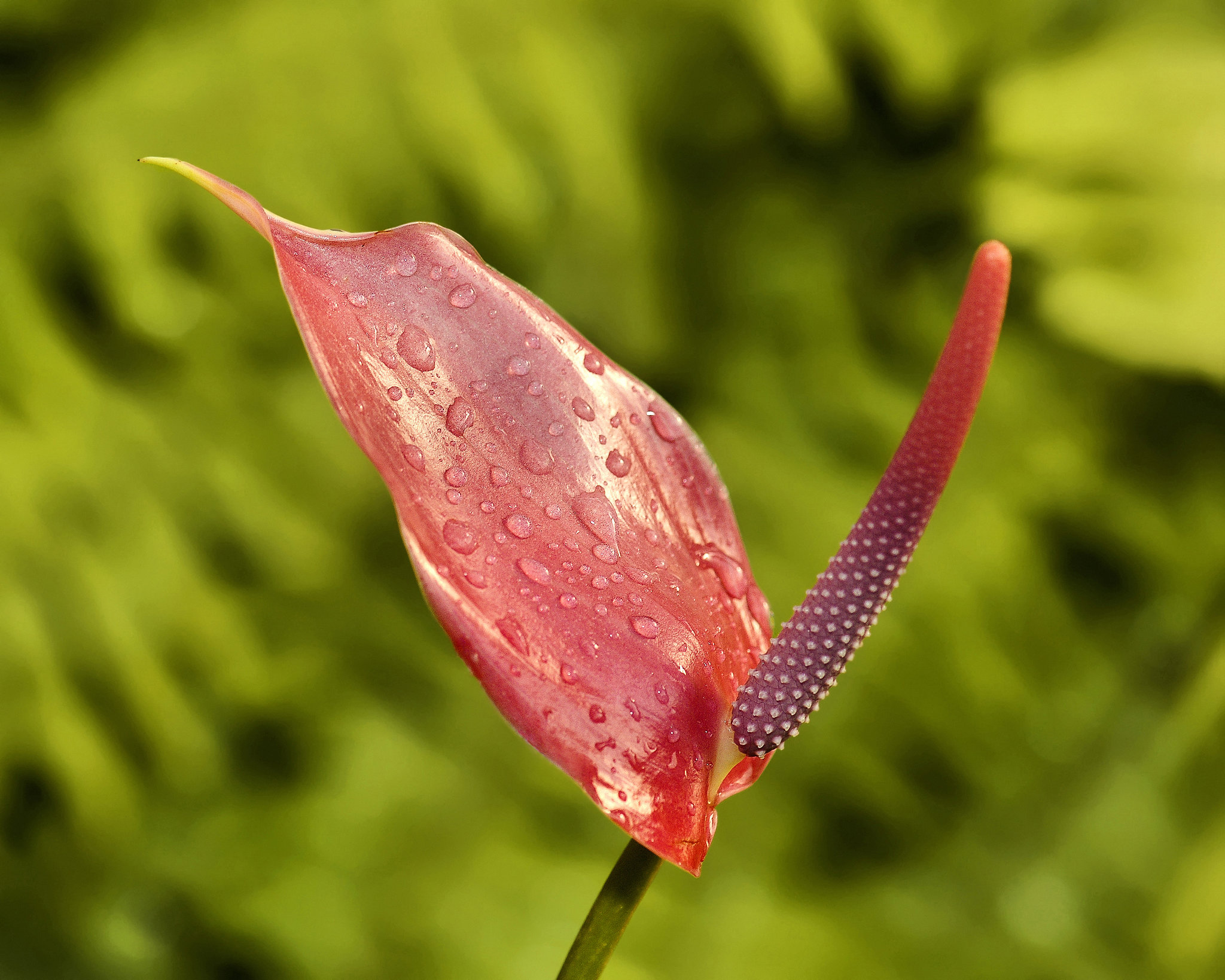 Red Flamingo Flower – Brookside Gardens