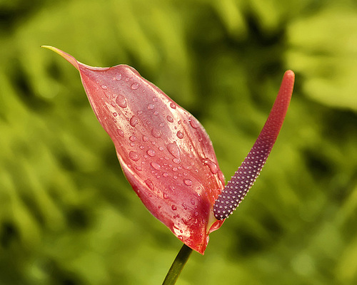Red Flamingo Flower – Brookside Gardens