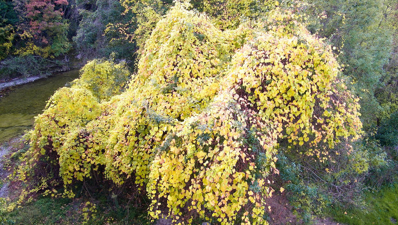 Une vigne