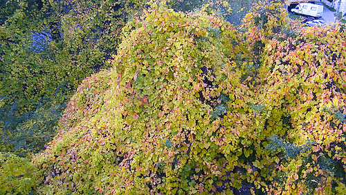 Une vigne