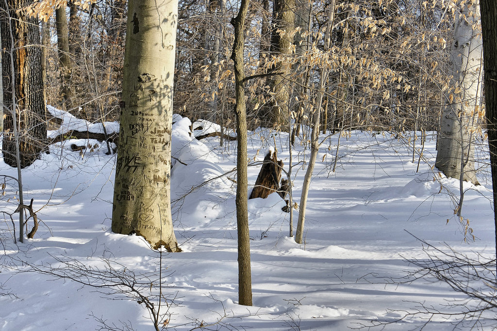 Winter Love – National Arboretum, Washington DC