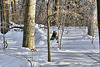 Winter Love – National Arboretum, Washington DC