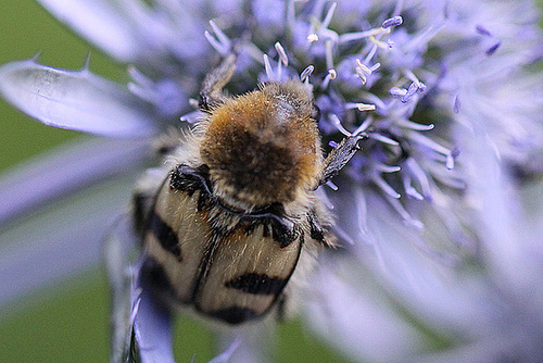 20100715 6662Mw [D~LIP] Pinselkäfer (Trichius fasciatus), Bad Salzuflen