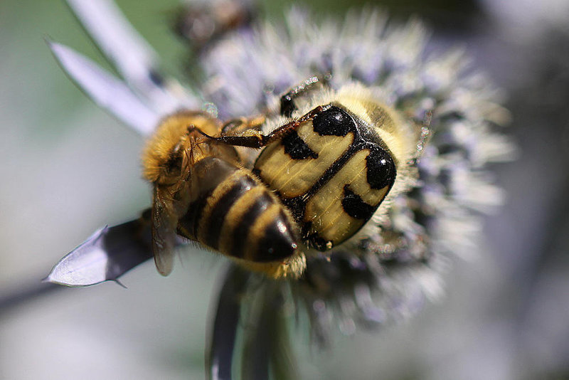 20100715 6582Mw [D~LIP] Pinselkäfer (Trichius fasciatus), Honigbiene, Bad Salzuflen