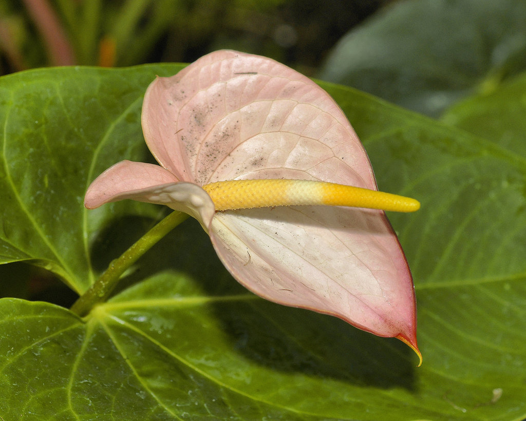 Pink Flamingo Flower – Brookside Gardens