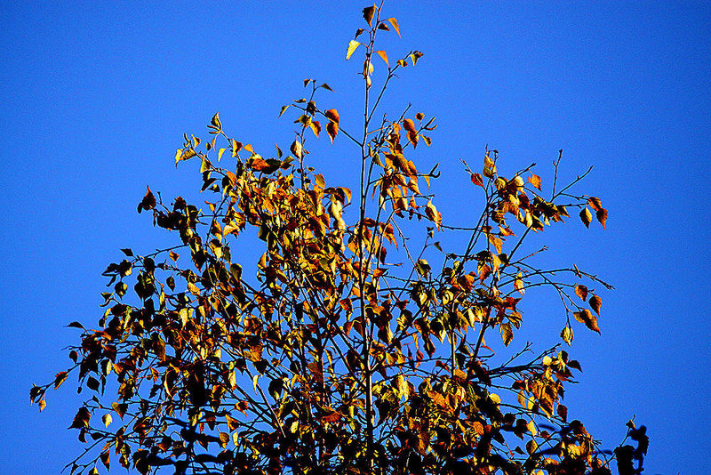 20101025 8638Tw [D~LIP] Herbstzeit, Bad Salzuflen