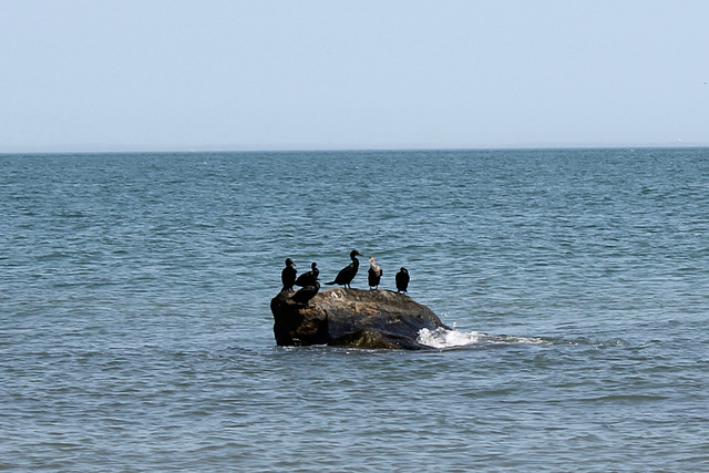 cormorants